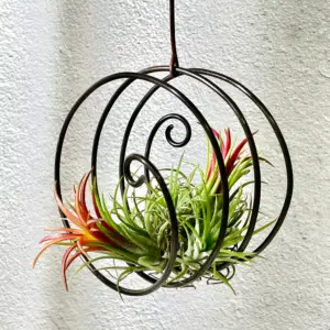 Air plants