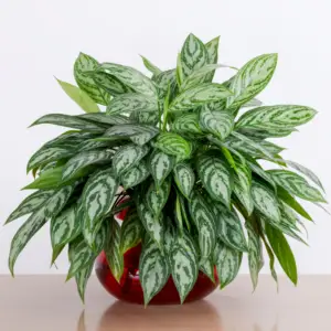 Chinese Evergreen