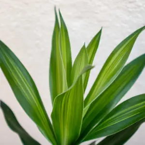 Dracaena