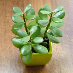 Jade plants-Low maintenance plants