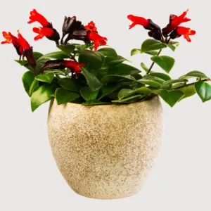 Lipstick Plants - Low maintenance plants