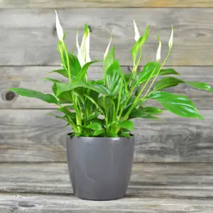 Peace Lily