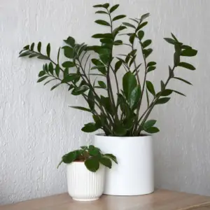 ZZ plant - low maintenance plant