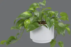 Pothos 1